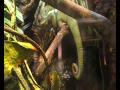 videos de Panther Chameleon (Busch Gardens)