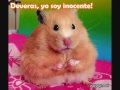 para partirse de risa  imagenes graciosas