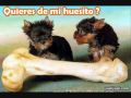 para partirse de risa  imagenes graciosas
