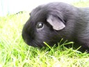 Boris, mijn cavia