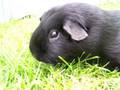 videos de Boris, mijn cavia