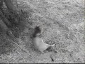 Mapogo Male Lion at Elephant Plains 02/24/08 - 4