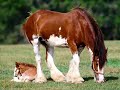 Caballos