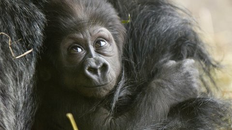Cute Baby Gorilla’s first steps