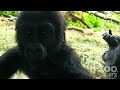 Cute Baby Gorilla\ Cute Baby Gorilla\
