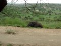 Elephant charge at Tarangire Tanzania