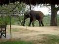 Elephant charge at Tarangire Tanzania