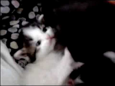 Image de prévisualisation YouTube