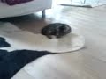 Cat-vs-Cow