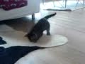Cat-vs-Cow