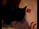 Reglise 19 11 08.mp4 Reglise 19 11 08.mp4