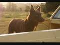 videos de Woof Ruff Grrr 04