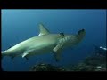 ecuador life at its purest! amazonia   galapagos  english 