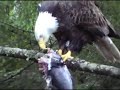 eagle eating rockfish eagle eating rockfish