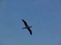 Masked booby flying off Brazil - 120 seconds