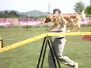 goldi at agility