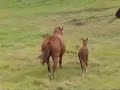 Horse Farm Panama Haras Cerro Punta