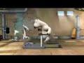 VIDEO DIVERTENTI-orso fitness