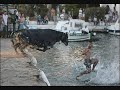 funny animal clips