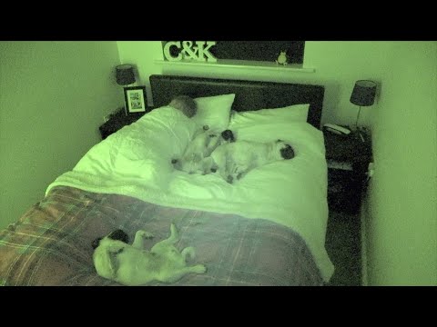 Jak to jest spać z trzema mopsami? [FILMIK]