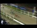 Ningbo-Jack-At-Stud