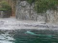 Beluga Whales @ Mystic Aquarium