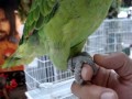 TiVi Animais ex�ticos e silvestres