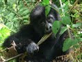 yet another song by my cousin. this one is for dian fossey who got murdered for trying to protect a dying species: the rawandan mountain gorilla. the song has nothing to do with it but it's a good song.