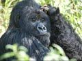 yet another song by my cousin. this one is for dian fossey who got murdered for trying to protect a dying species: the rawandan mountain gorilla. the song has nothing to do with it but it's a good song.