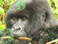 yet another song by my cousin. this one is for dian fossey who got murdered for trying to protect a dying species: the rawandan mountain gorilla. the song has nothing to do with it but it's a good song.