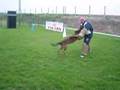 Attaque par Rex