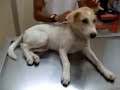 White Puppy Rescue