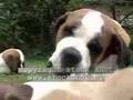 St. Bernard & pups