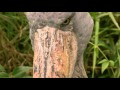 Very Funny Talking Animals from the BBC 2013