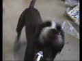 mon boxer se tape un d�lire avec la soufflette du compresseure