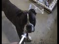 mon boxer se tape un d�lire avec la soufflette du compresseure