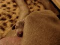Cherry x King Litter, 2nd day Cherry x King Litter, 2nd day