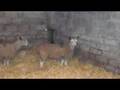 videos de Wythea and Chums
