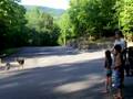 Sesy, Mia, Pop ,& the deer
