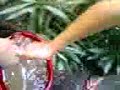 PISCHY NEL POZZO KE TOGLIE LA MERDA.. GUARDATE KE SCHIFO