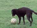 My dog \"Dziadu the Footbolito\" playing soccer