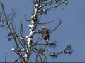 Friends Amongest The Trees by Earth Songs