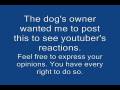 videos de Crazy guy kisses growling pit bull