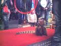 Heimtiermesse 2009 - Elvis 1