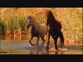 the young black stallion the young black stallion