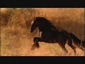 the young black stallion
