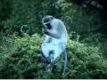 Vervet Monkey pete\