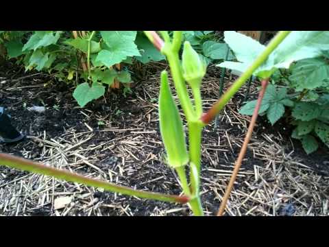 how to harvest okra