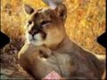 Les animaux peuve etre dr�le!