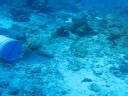 #1 Shark Dive